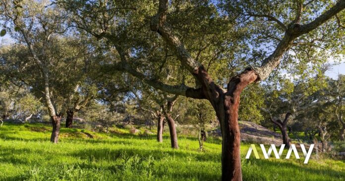 Autorizado abate de 1821 sobreiros em parque eólico da EDP em Sines