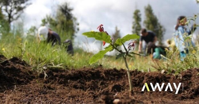 Maior plantação de árvores nativas da AM Porto tem novo mecenas