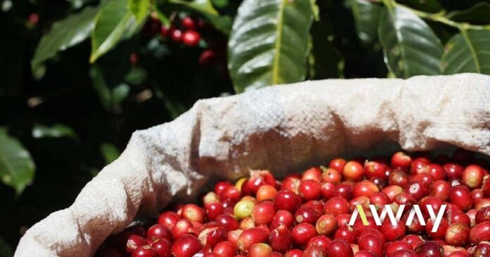 Nestlé líder mundial em sustentabilidade na produção de café