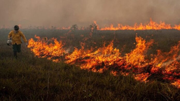 Área do tamanho de Roraima queimou no Brasil em 2024, diz MapBiomas