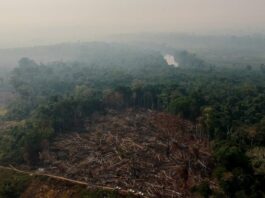 Crimes ambientais na Amazônia Legal aumentam 88%