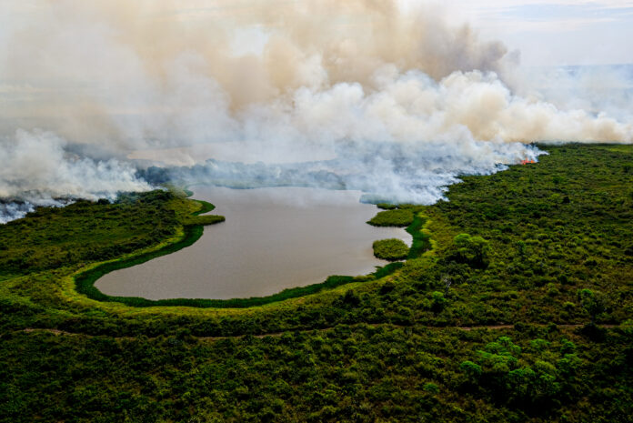 Pantanal perdeu 61% de áreas alagadas em 4 décadas